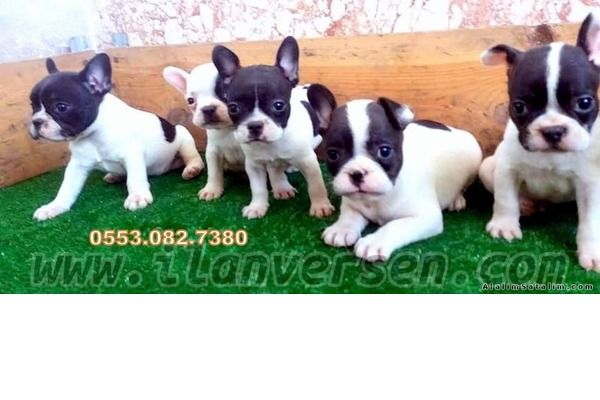 French bulldog Sahibinden 1 TL