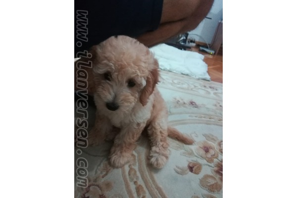 Poodle Sahibinden Postane Mah.