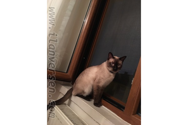 Siyam kedi Çankaya
