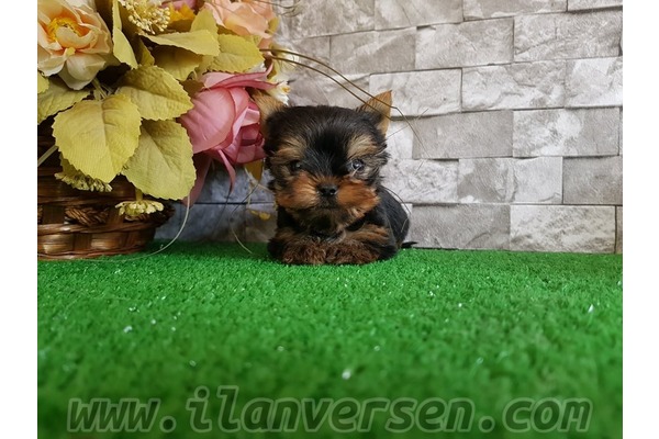 Yorkshire terrier 1 TL Çengelköy Mah.
