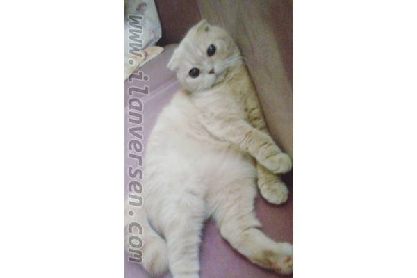 Scottish fold Sahibinden Sütçüler Mah.