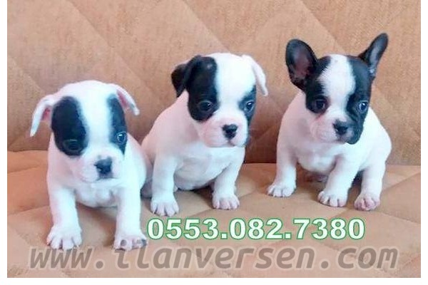Gürpınar Mah. French bulldog ilanları