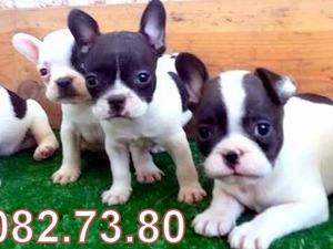 French bulldog yaş 0-3 Aylık