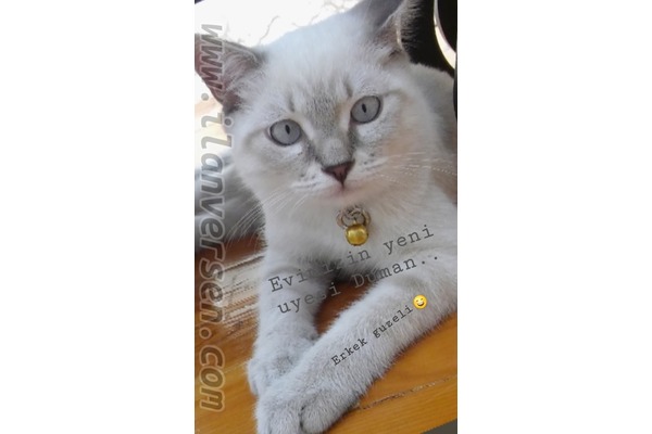 Burmilla cins kedi yavru erkek