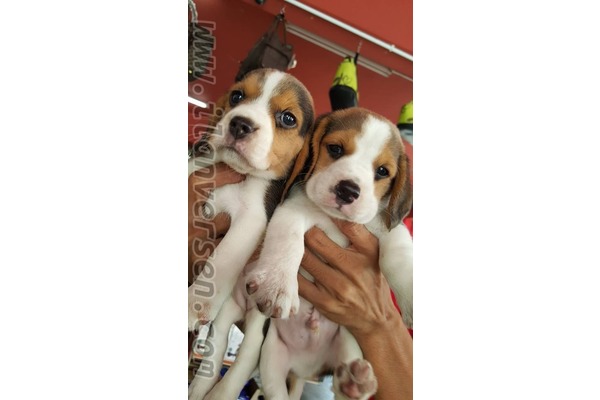 Beagle yaş 0-3 Aylık Ergene Mah.