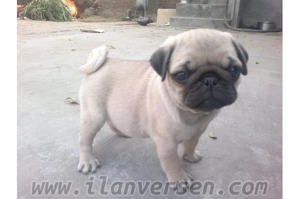 Ergene Mah. Pug ilanları