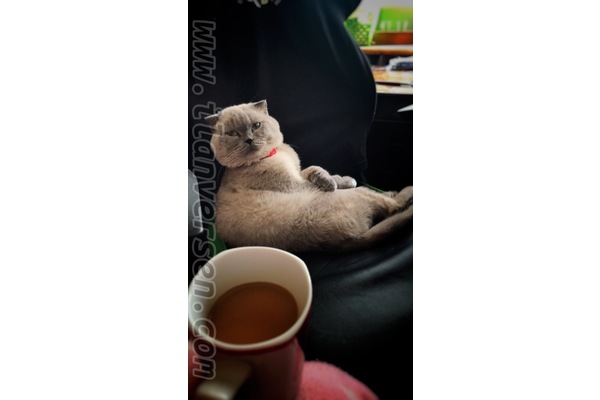kedi ilanlari Esatoğlu Mah.