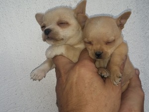  Chihuahua Dişi ve Erkek köpek