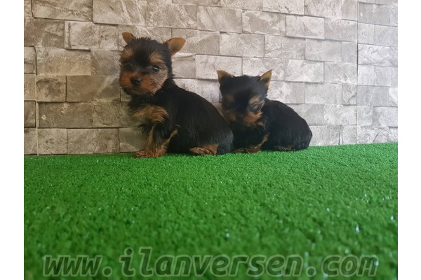 Çengelköy Mah. köpek ilanları