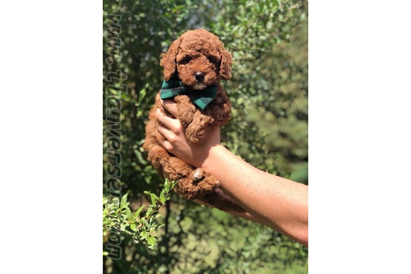 Poodle Tuvalet eğitimli