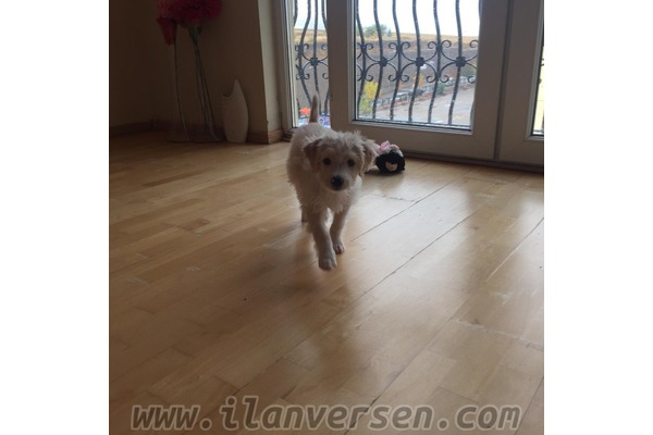 White terrier 500 TL Yukarıyurtçu Mah.