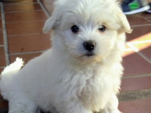 Ucretsiz Maltese Terrier