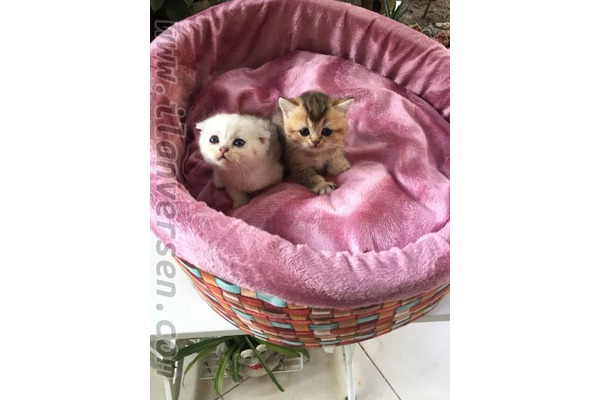 kedi Scottish fold fiyatları