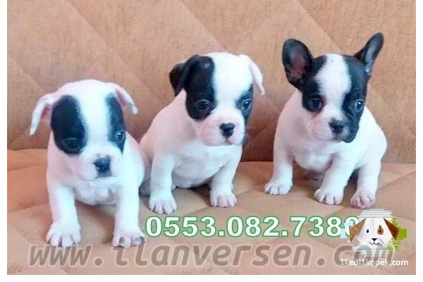 French bulldog köpek Bornova