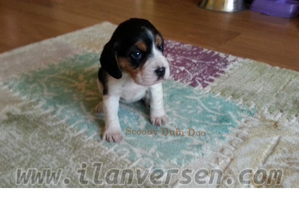 Çelebi Mah. köpek fiyatları