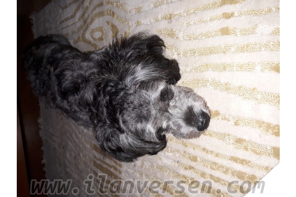 Mithatpaşa Mah. köpek ilanı ver
