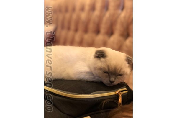 kedi Scottish fold fiyatları