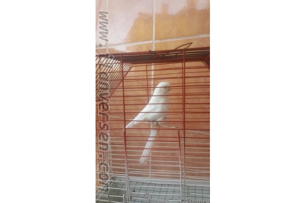 ad_hayvan_kus_finch_irki Sahibinden 500 TL