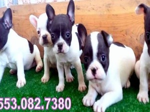 French bulldog 1 TL Gürpınar Mah.