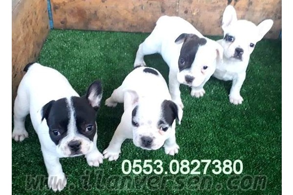 Gürpınar Mah. köpek fiyatları