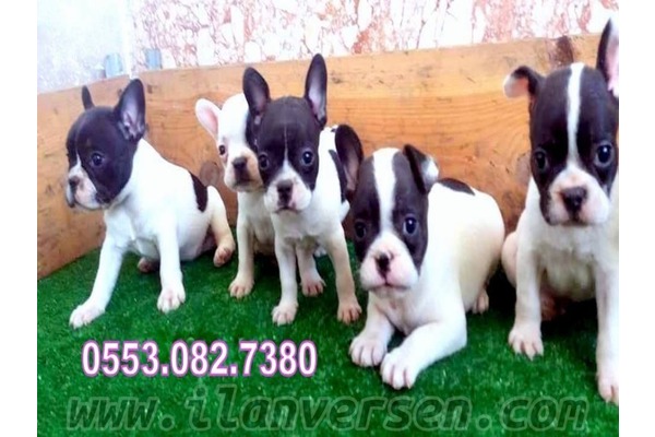 French bulldog Sahibinden 1 TL