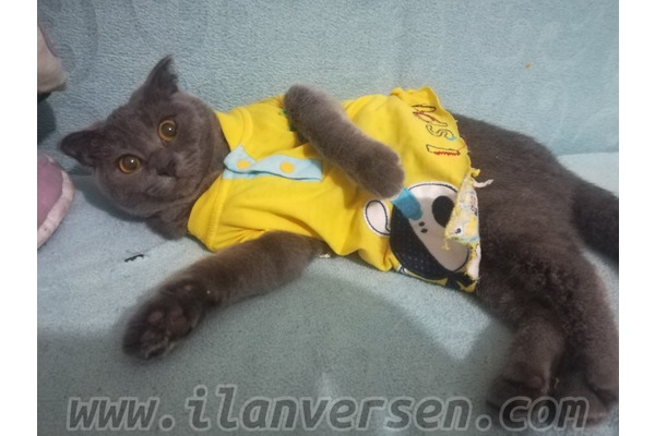 Scottish fold Dişi Yeşilkent Mah.