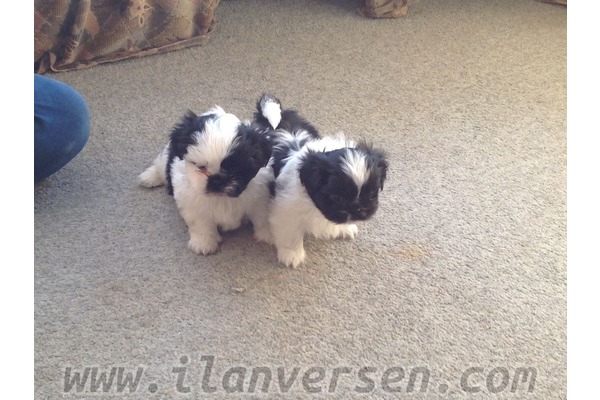 Shih-Tzu 1 TL Konak Mah.