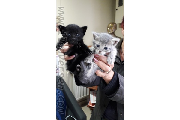 Melez Dişi ve Erkek kedi