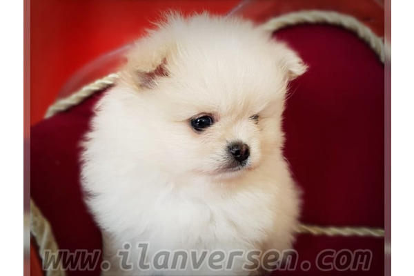 Bereket Köyü köpek ilanı ver