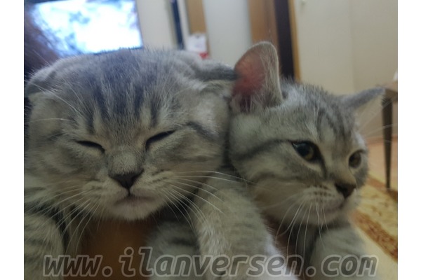 kedi British shorthair fiyatları