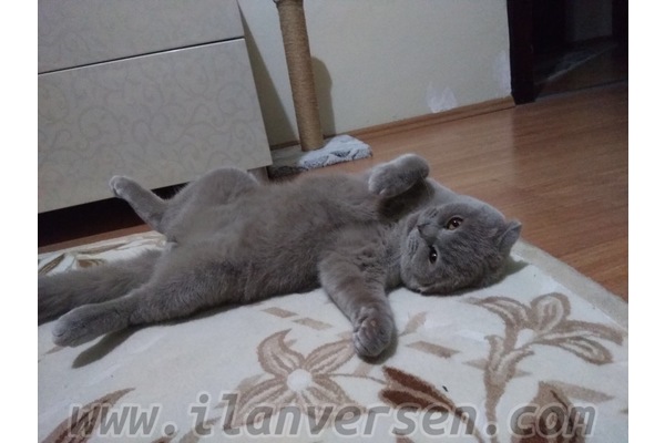 Scottish fold 1000 TL Oran Mah.