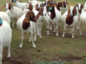süt keçileri Kazım Karabekir Mah. hayvanlar fiyatları