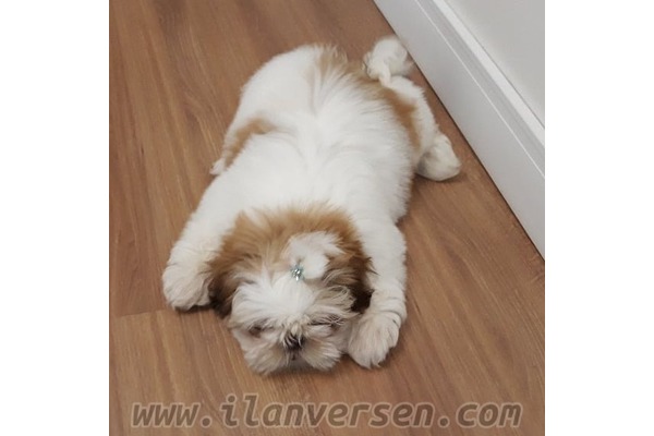 Shih-Tzu yaş 6-12 Aylık