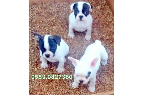 French bulldog Sahibinden Gürpınar Mah.