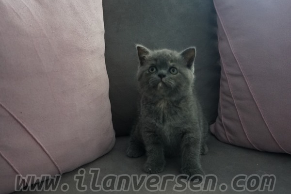 Scottish fold Sahibinden Fulya Mah.