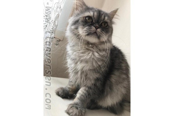 1 kedi Topkapı Mah.