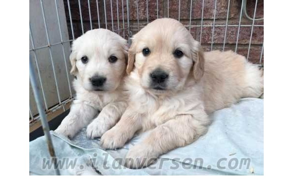Golden retriever Dişi ve Erkek köpek