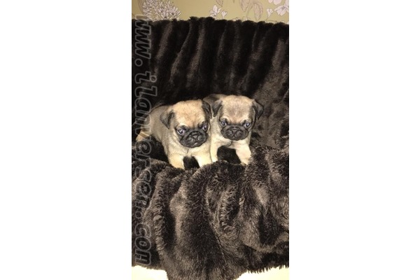 Ergene Mah. Pug ilanları