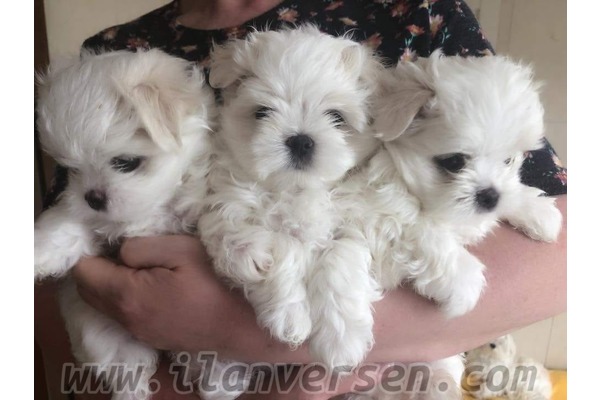 Levent Mah. köpek ilanı ver