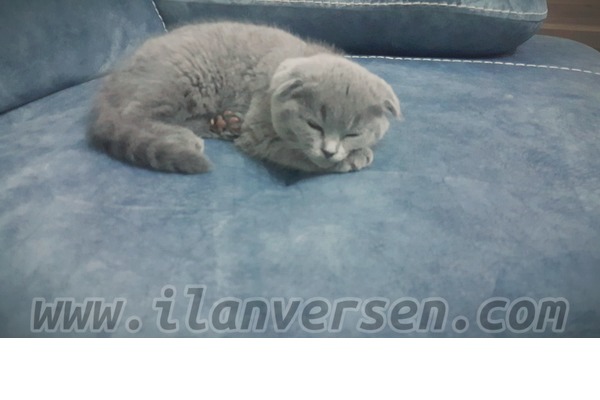 Scottish fold Gündoğdu Mah.