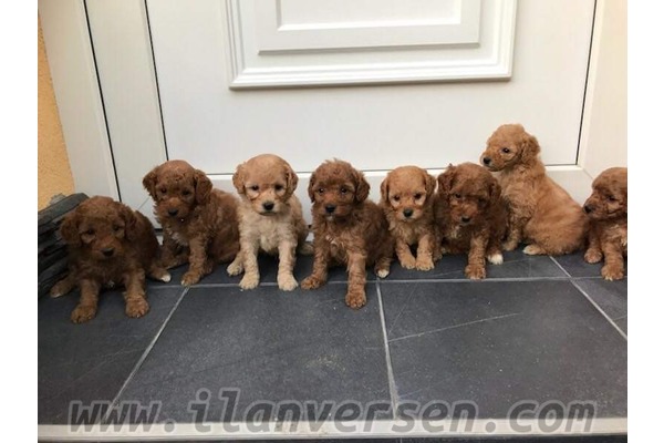 Poodle köpek Beşiktaş