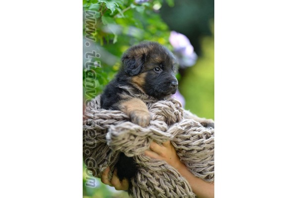 yaş 0-3 Aylık köpek Ergene Mah.