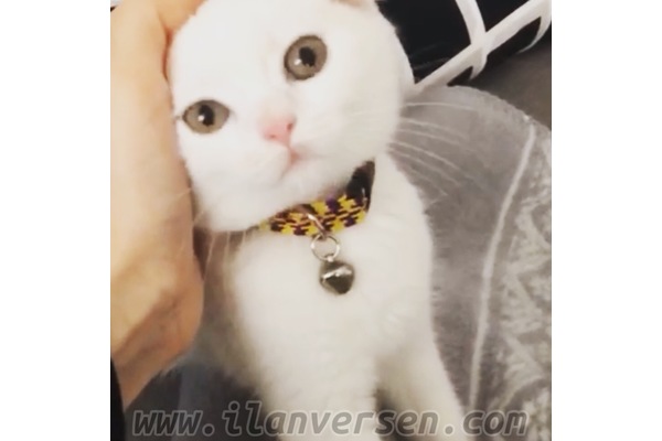 Scottish fold Erenköy Mah.