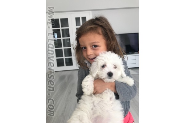Maltese terrier Sahibinden 2800 TL