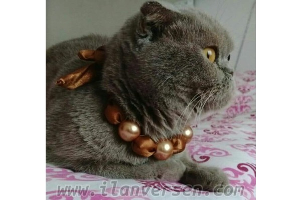 Scottish fold 3