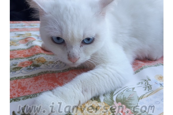 Diğer kedi ırkı 6-12 Aylık