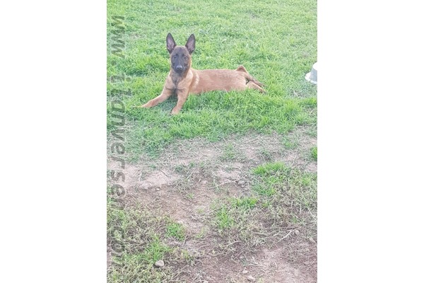 Dişi ve Erkek köpek Çengelköy Mah.