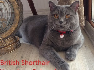  British shorthair kedi Çankaya