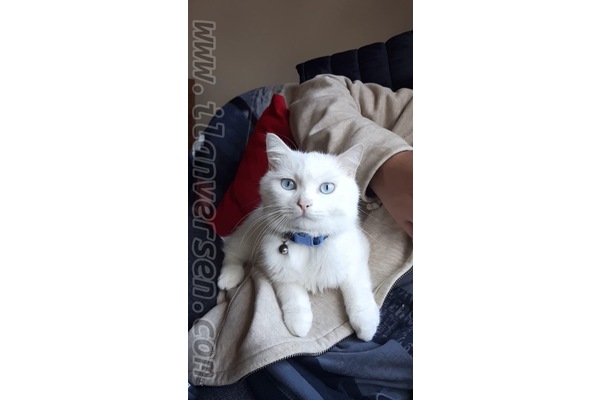 Diğer kedi ırkı Erkek Demirkapı Mah.