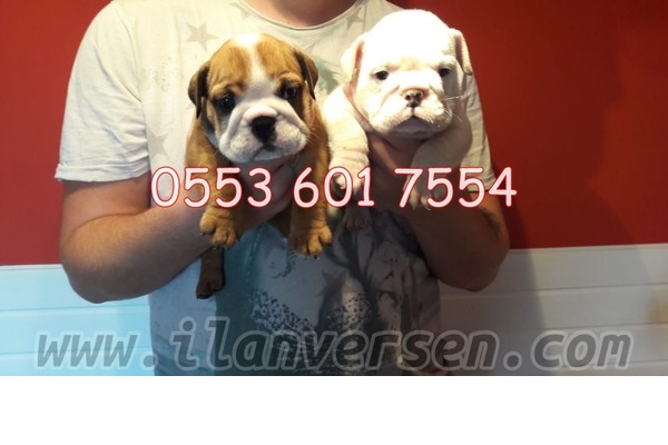 köpek ilanlari Buca Koop. Mah.